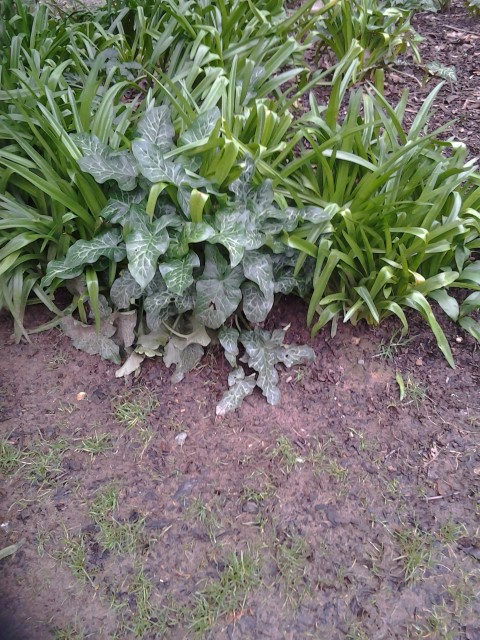 Picture of Arum italicum 'Pictum' Italian Arum