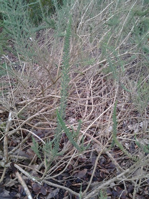 Picture of Arum italicum 'Pictum' Italian Arum