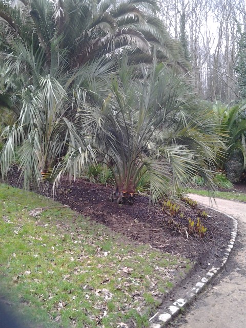Picture of Arum italicum 'Pictum' Italian Arum