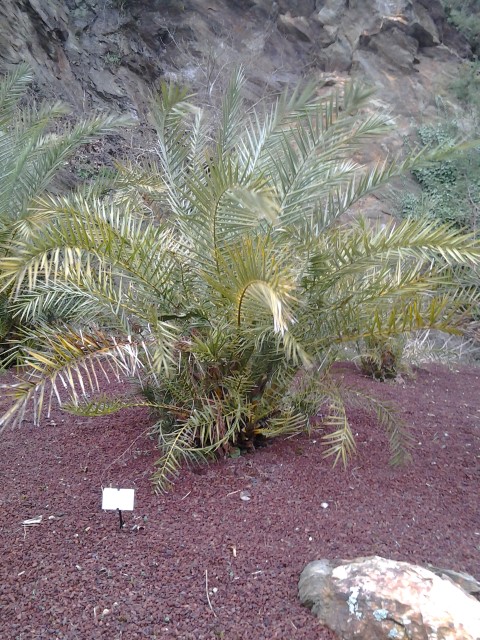 Picture of Yucca desmetiana  