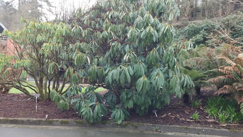 Rhododendron maximum plantplacesimage20150228_135530.jpg