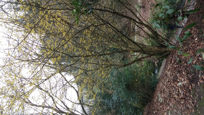 Hamamelis mollis plantplacesimage20150301_122349.jpg