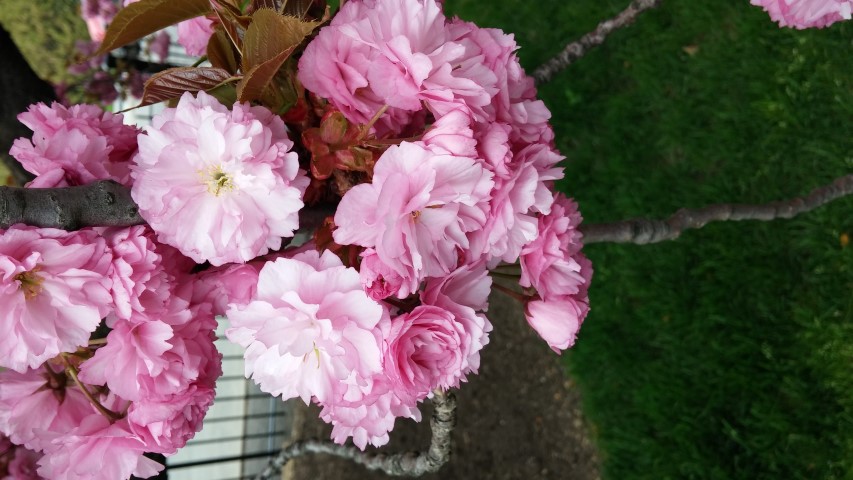 Prunus sp. plantplacesimage20150501_150228.jpg