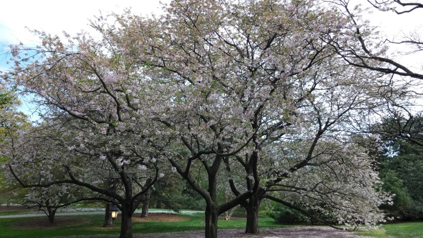 Prunus x yedoensis plantplacesimage20150501_151440.jpg