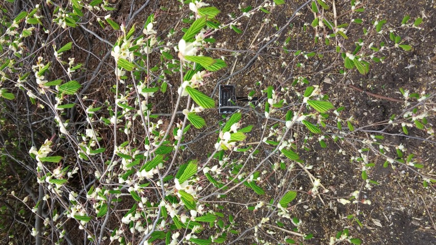 Corylopsis pauciflora plantplacesimage20150501_152549.jpg