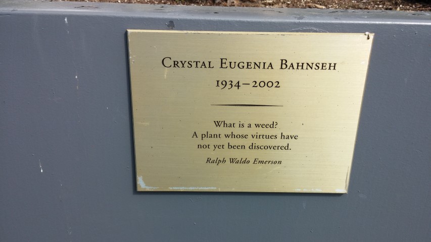 Prunus x yedoensis plantplacesimage20150501_154514.jpg