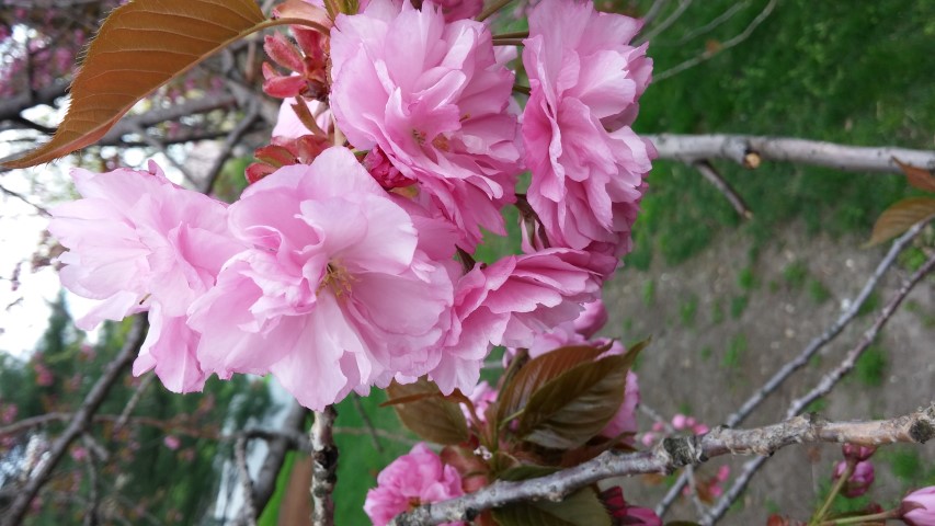 Prunus sp. plantplacesimage20150501_155030.jpg