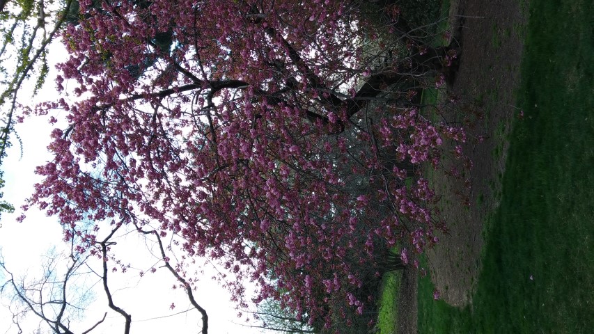 Prunus sp. plantplacesimage20150501_155050.jpg