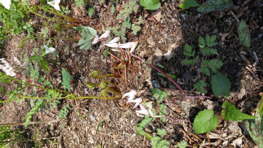 Dicentra cucullaria plantplacesimage20150501_161722.jpg