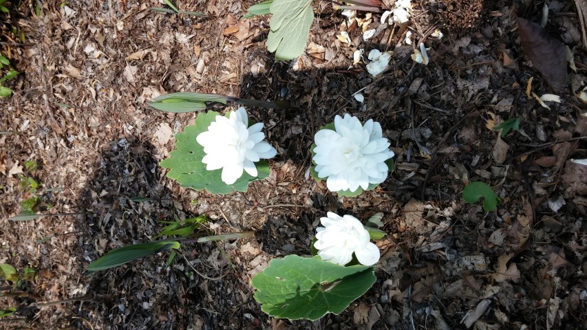 Sanguinaria canadensis plantplacesimage20150501_161939.jpg