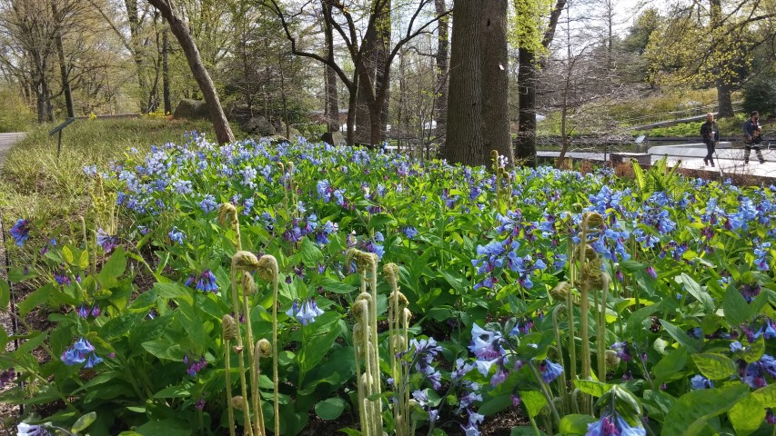 Mertensia virginica plantplacesimage20150501_162747.jpg