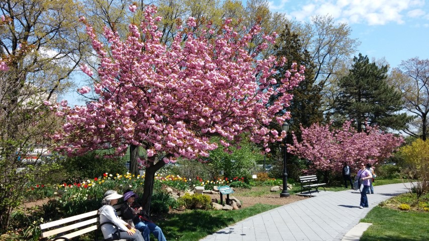 prunus serrulata plantplacesimage20150502_135434.jpg