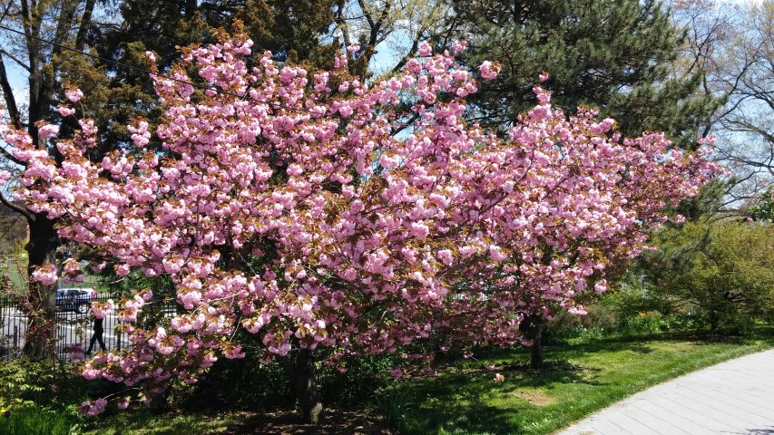 Prunus sp. plantplacesimage20150502_135527.jpg