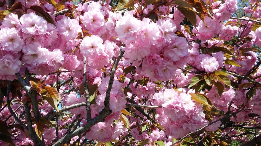 Prunus sp. plantplacesimage20150502_135602.jpg