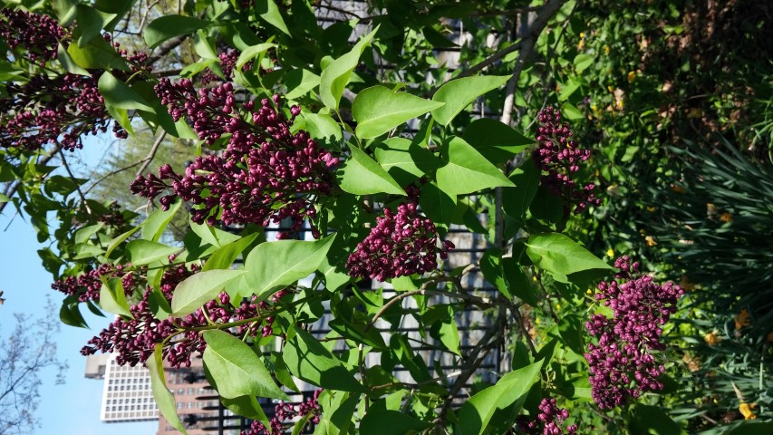 Syringa vulgaris plantplacesimage20150502_140545.jpg