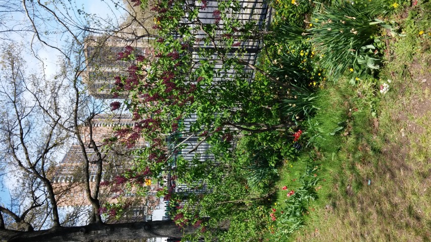 Syringa vulgaris plantplacesimage20150502_140625.jpg