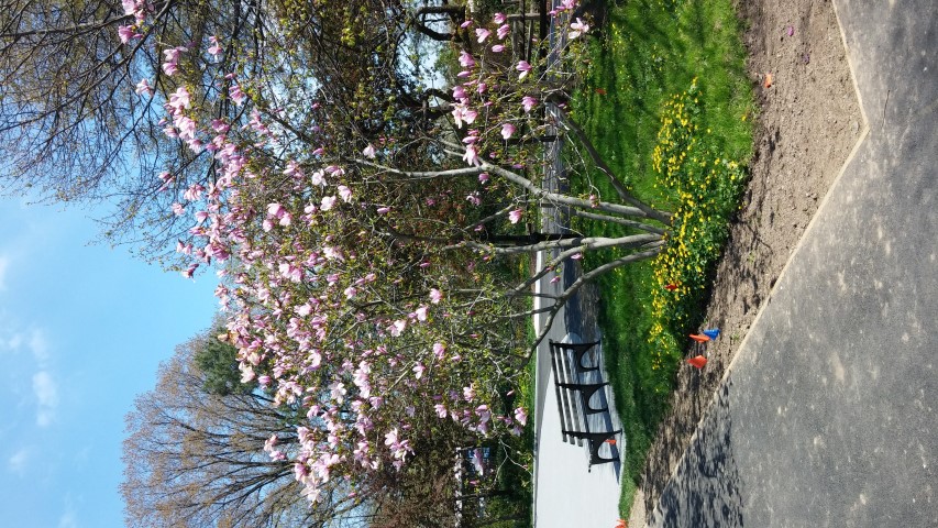 Magnolia x liliiflora plantplacesimage20150502_141715.jpg