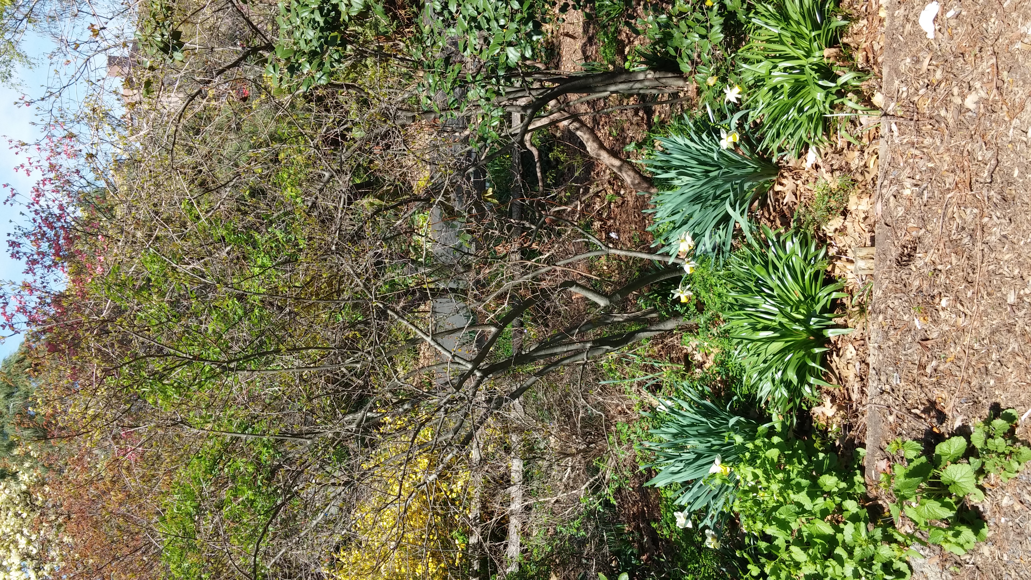Ilex verticillata plantplacesimage20150502_142753.jpg