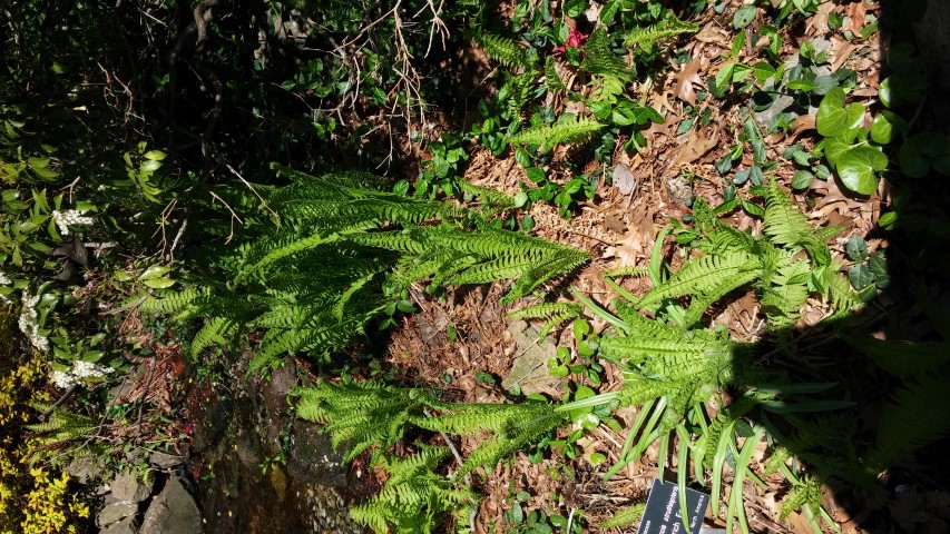 Matteuccia struthiopteris plantplacesimage20150502_143415.jpg