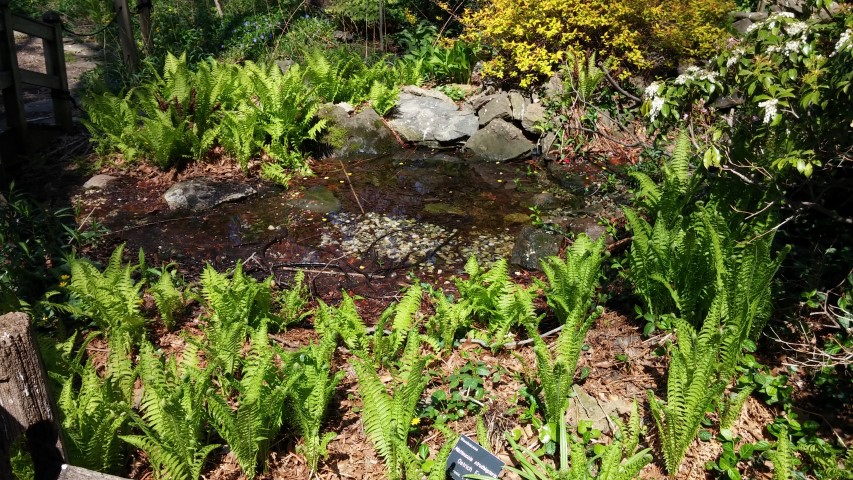 Matteuccia struthiopteris plantplacesimage20150502_143428.jpg