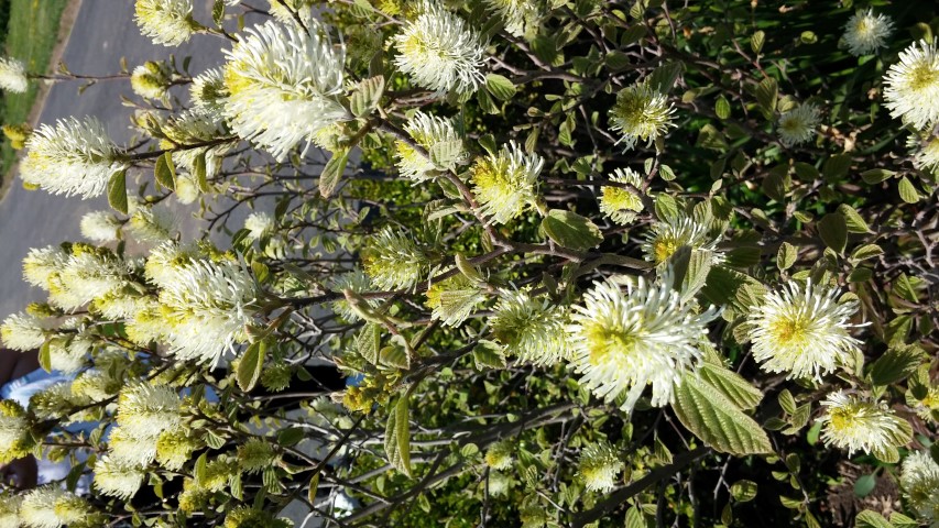 Fothergilla gardenii plantplacesimage20150502_144606.jpg