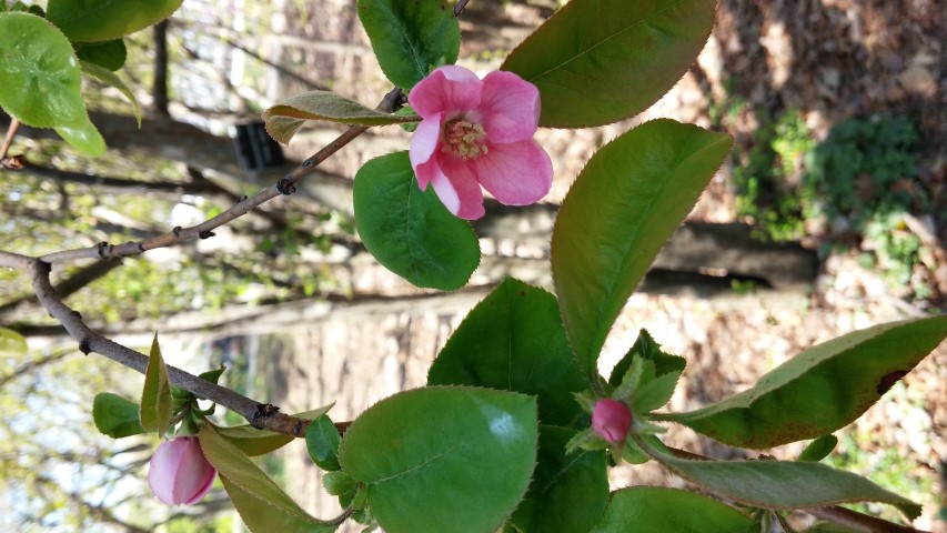 Pseudocydonia sinensis plantplacesimage20150502_151417.jpg