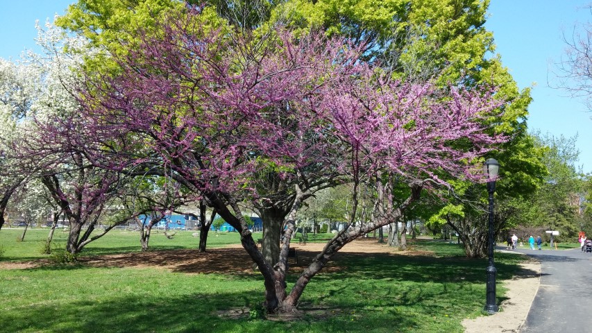 Cercis canadensis plantplacesimage20150502_152218.jpg