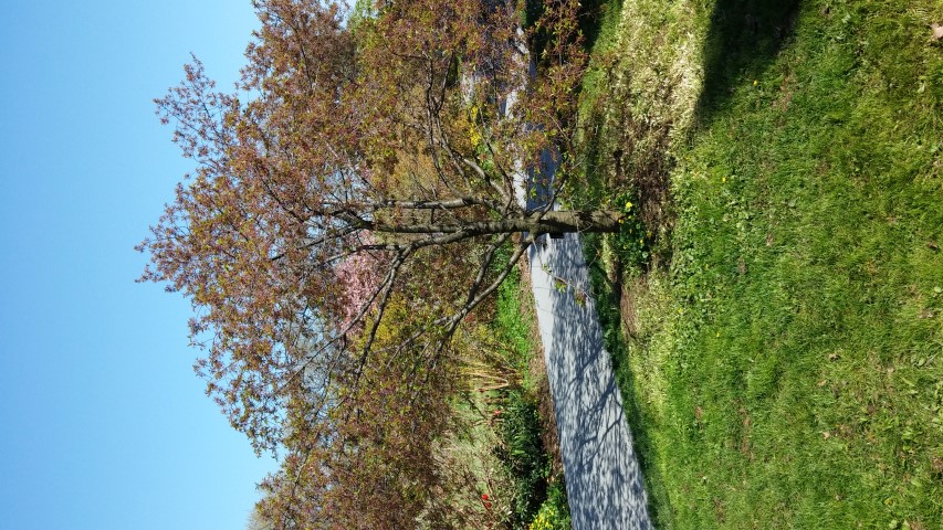 Prunus incisa x campanulata plantplacesimage20150502_155439.jpg