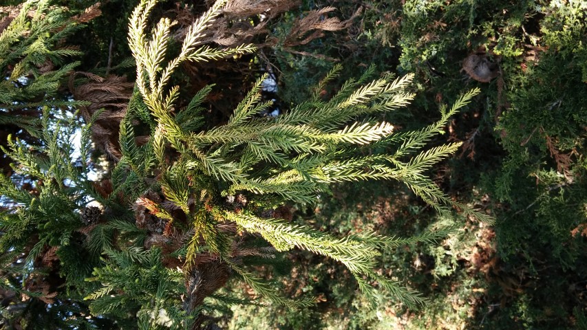 Cryptomeria japonica plantplacesimage20150502_160002.jpg