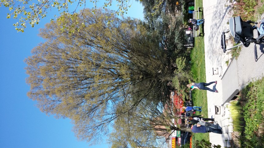 Quercus phellos plantplacesimage20150502_160319.jpg