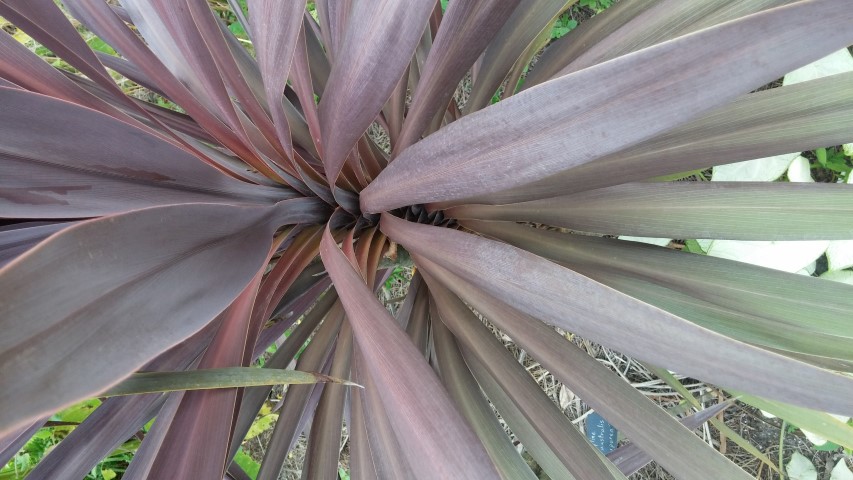 Picture of Cordyline australis Purpurea Purple Cordyline