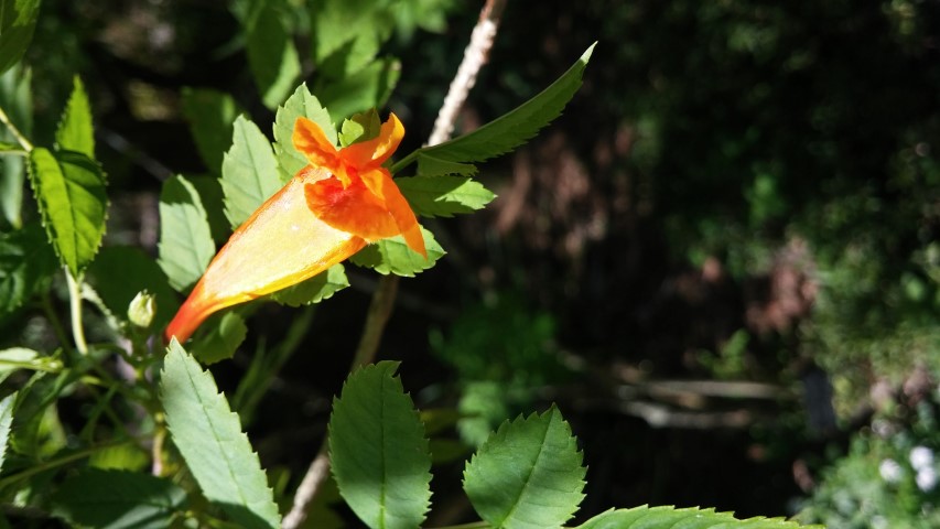 Tecoma fulva plantplacesimage20150531_154009.jpg