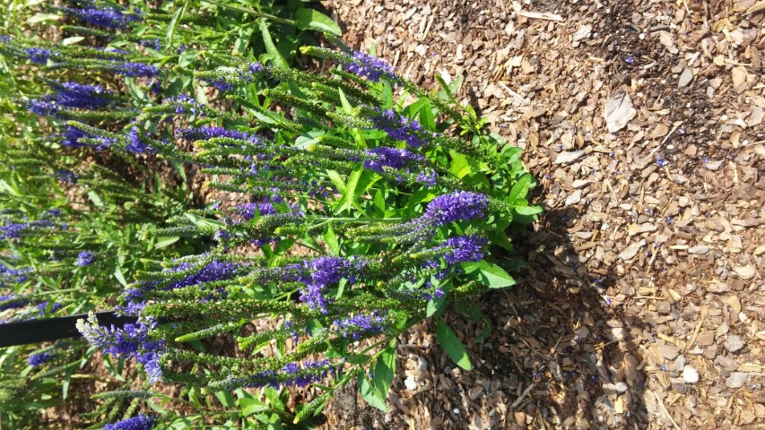 Picture of Veronica spicata Vernique Blue Speedwell