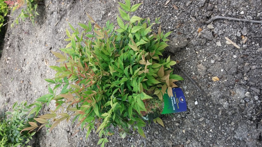 Nandina domestica plantplacesimage20150605_122736.jpg