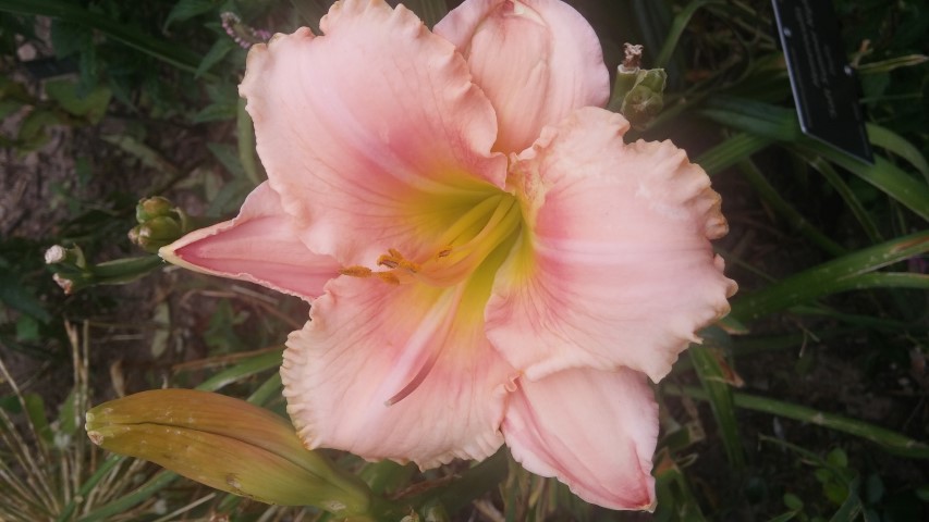 Hemerocallis plantplacesimage20150628_152337.jpg