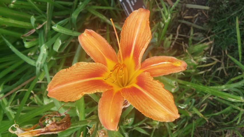 Hemerocallis middendorfii plantplacesimage20150628_153500.jpg