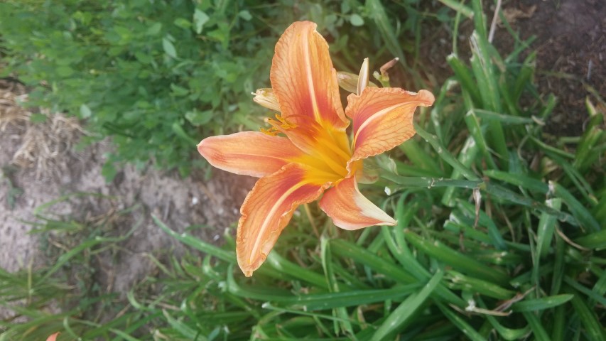 Hemerocallis middendorfii plantplacesimage20150628_153514.jpg