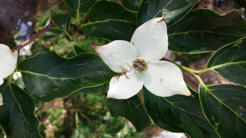 Cornus kousa plantplacesimage20150628_165126.jpg