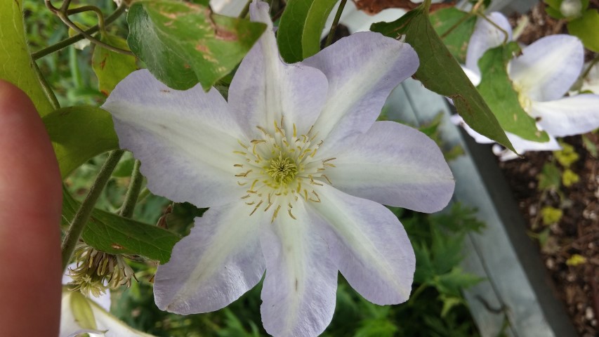 Clematis spp plantplacesimage20150628_165746.jpg