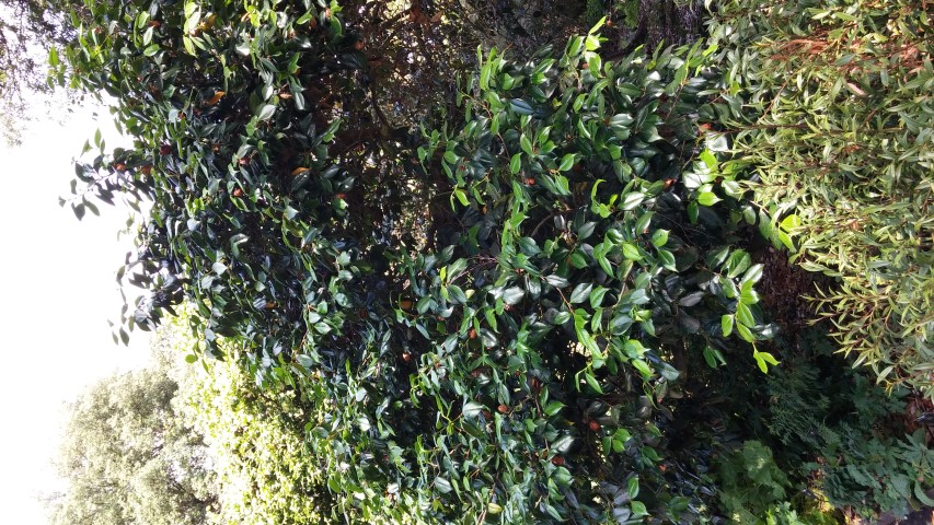 Camellia japonica plantplacesimage20150704_145724.jpg