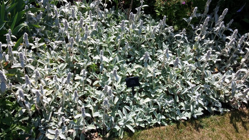 Stachys byzantina plantplacesimage20150704_150831.jpg