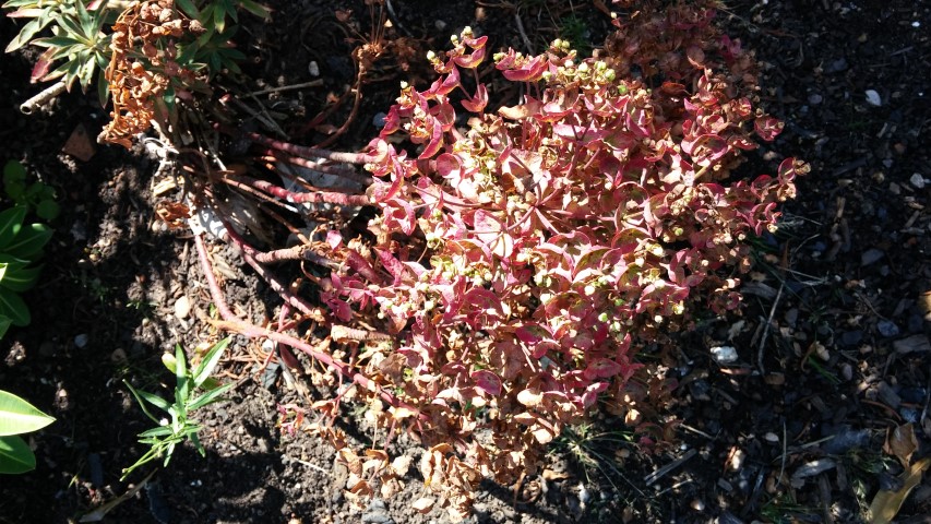 Euphorbia x martini plantplacesimage20150704_154431.jpg