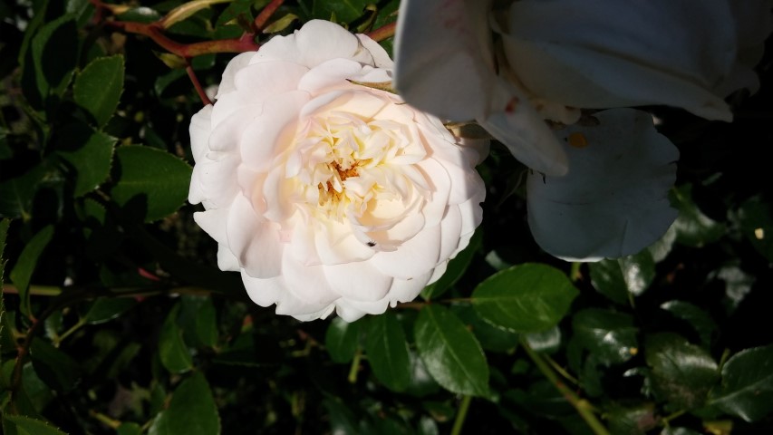 Rosa spp plantplacesimage20150704_160050.jpg