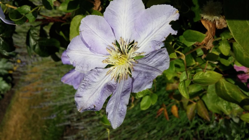Clematis spp plantplacesimage20150704_161312.jpg