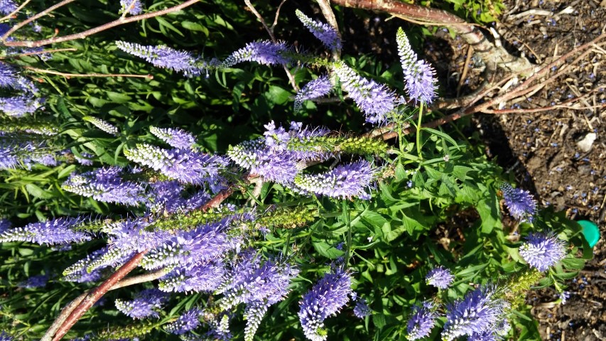 Veronica orchidea plantplacesimage20150704_164320.jpg