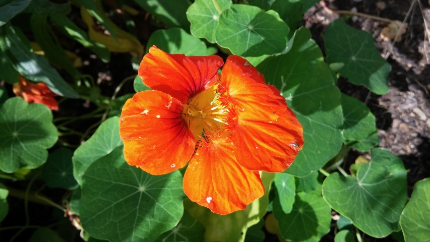 Tropaeolum spp plantplacesimage20150705_121016.jpg