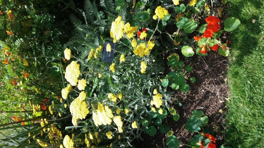 Achillea  plantplacesimage20150705_121126.jpg