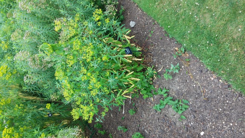 Euphorbia cognata plantplacesimage20150705_123015.jpg