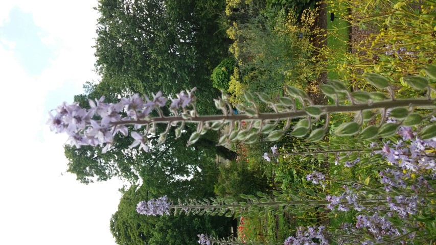 Delphinium staphisagria plantplacesimage20150705_125516.jpg
