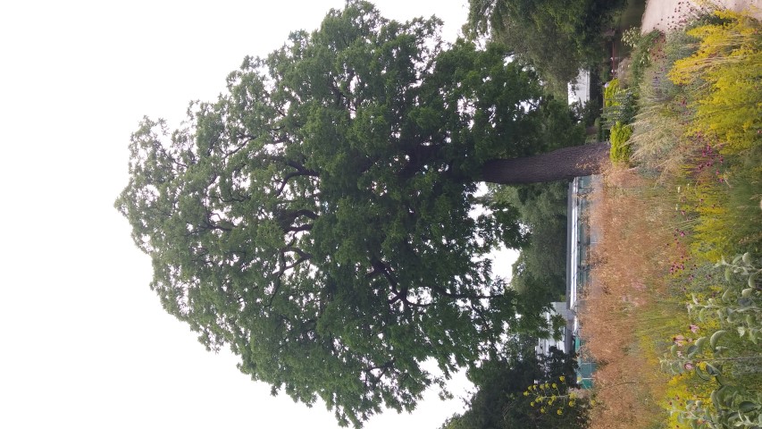 Juglans nigra plantplacesimage20150705_132227.jpg